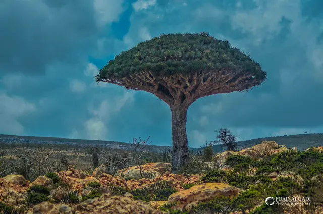 A dragon's blood tree with an umbrella-shaped crown stands under a cloudy sky.
